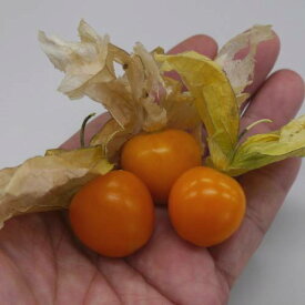 楽天市場 食用ほおずき 苗の通販