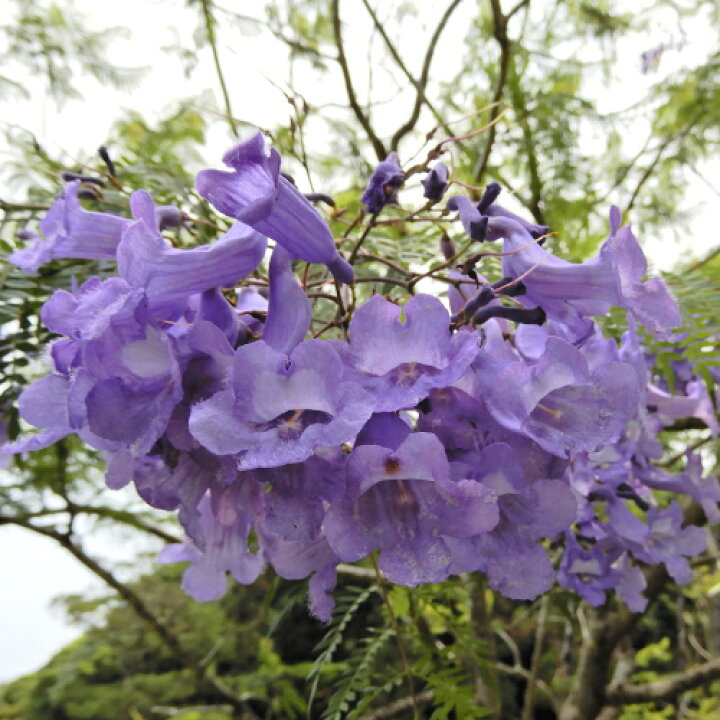 楽天市場 ジャカランダ 紫雲木 シウンボク 世界3大花木の一つです 6号鉢 あなたの街のお花屋さんイングの森