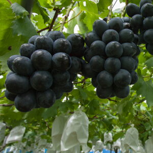 ʎc t uhE BKV[hX ȂuhE}ؕc@1N@13.5cm|bgc ʎc uhE c