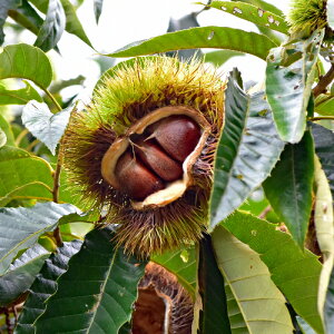 ʎc I c ̑qÌI / ۂ낷 /  1Nږؕc i 4.5 (a13.5cm) |bgc  N A A