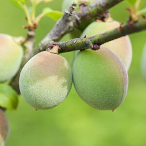 ʎc@~@cؐ@1Nږ 4.5(a13.5cm) |bgc ʎc؁@Ԗ؁@E@߁@~