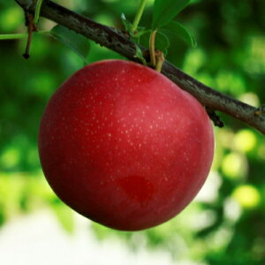 ʎc X c  X[ 1Nږؕc 4.5(a13.5cm)|bgc ʎc A A