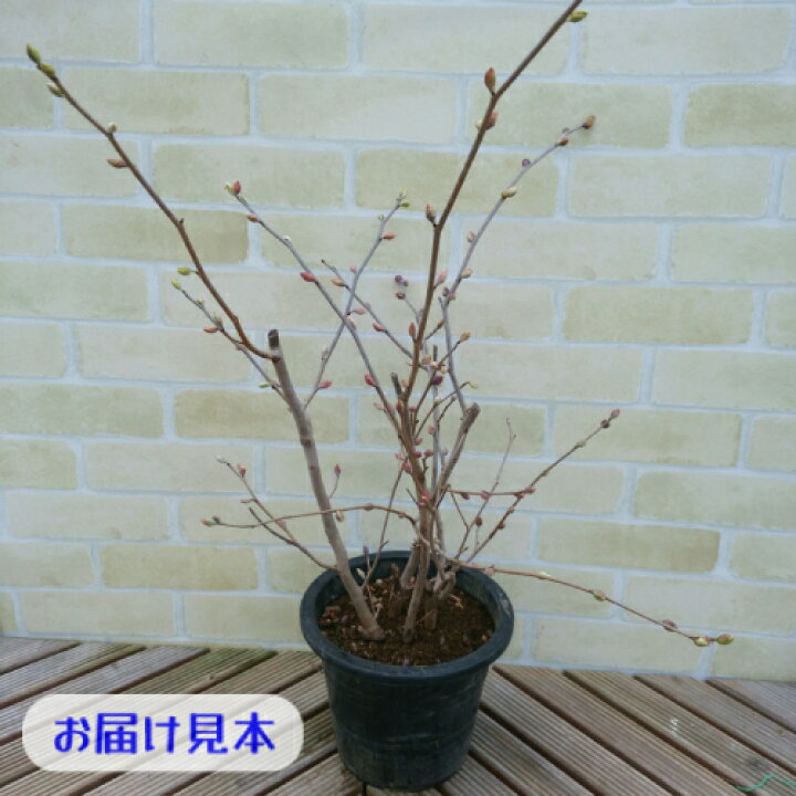楽天市場 トサミズキ とさみずき 土佐水木 6号鉢 直径18cm 1個 庭木 花木 落葉樹 あなたの街のお花屋さんイングの森