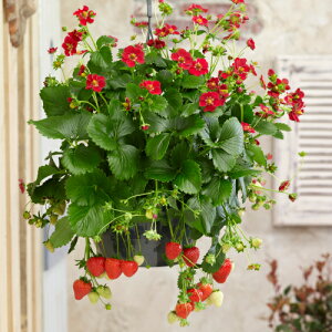 C`S (  ) r[A 3ia9cmj|bgc1 lGȂ  c