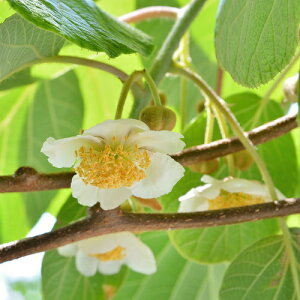 ʎc LEC c LEC IX Y(䂤) 4.5(a13.5cm) |bgc ʓԌnpɃIXX̃IX؂ł ʎc 鐫 t