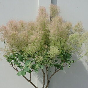 X[Nc[@sNp[ 7ia21cmj 3N@XI