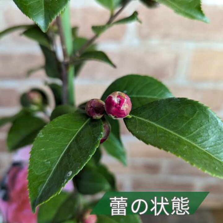楽天市場】香り椿(ツバキ) フルグラントピンク 4.5号鉢 匂い椿 