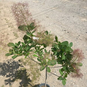 NNsvcȉ̖ X[Nc[ t[ 7 3NXI