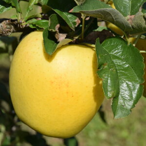 ʎc  c 낤@PVP iij4.5(a13.5cm) |bgc ʎc t S