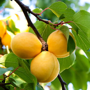 ʎc  c  V iij 4.5(a13.5cm)|bg ʎc t A A