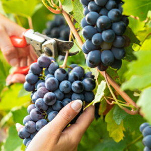 果樹苗 ブドウ 苗木 ワインブドウ(ワイン葡萄) カベルネソーヴィニヨン 4.5号(直径13.5cm)ポット苗