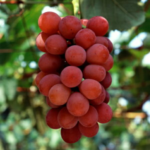 ʎc uhE c Ԃǂ VimX}C 1Nږؕc 4.5 (a13.5cm) |bgc t ʎc A A