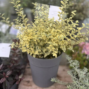 Vu@ojvybgiKXgj 5ia15cmj J[[tV[Y ΐ@CObVK[f@ϗtA@񂹐A