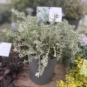 シュラブ スモーキー(ウエストリンギア) 5号鉢(直径約15cm) カラーリーフシリーズ 常緑性 イングリッシュガーデン 観葉植物 寄せ植え