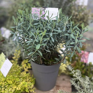 Vu@u[ACXiAh_ |tHAj 5ia15cmj J[[tV[Y ΐ@CObVK[f@ϗtA@񂹐A