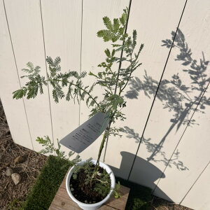 ~UAJVA5ia15cmj 1 ƒ V{c[