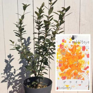 ʎc u[x[ fCg 6 (a18cm)@rbgACn ʎ@c t