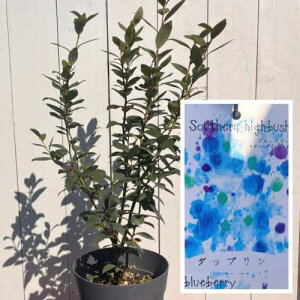 ʎc@u[x[ _bv 6ia18cmj TUnCubVn ʎ@c t