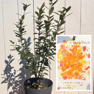 ʎc u[x[ c pE_[u[ 6 (a18cm)@rbgACn ʎ@c t