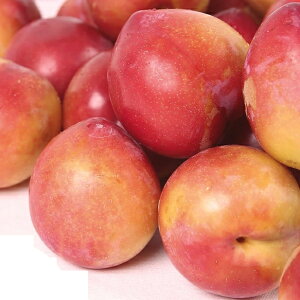 ʎc v c Α (킹) 1N ڂ 4.5(13.5cm) |bgc ʎc t  X c