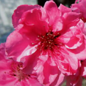 ƒEVct ni ( ԓ )  4.5(13.5cm)|bgc