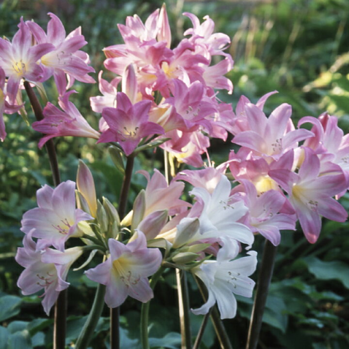 belladonna 