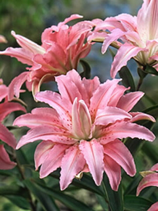 楽天市場 オリエンタルリリー 八重咲きブロークンハート 1球保湿剤入りパックゆり ユリ 百合 秋植え 冬植え 春咲き 球根 イングリッシュガーデン あなたの街のお花屋さんイングの森 楽天市場 オリエンタルリリー 八重咲きブロークンハート 1球保湿剤入りパックゆり ユリ 百合 秋植え 冬植え 春咲き 球根 イングリッシュガーデン あなたの街のお花屋さんイングの森