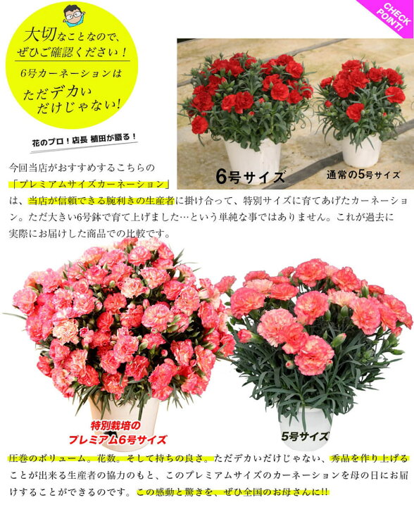 遅れてごめんね母の日 ポイント5倍 ギフト プレゼント 花カーネーション6号とスイーツ セット 選べるカーネーションは6種類 スイーツは5種類 全国送料無料 あなたの街のお花屋さんイングの森 일본 미국구매대행 직구 4do
