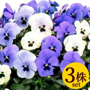 pW[rIIZu[ |bgc@3Zbg pW[ rI c CObVK[f 񂹐A