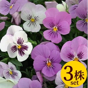 ビオラきまぐれロージー色変わりプラスノベルポット苗3個セット パンジー ビオラ 苗 イングリッシュガーデン 寄せ植え