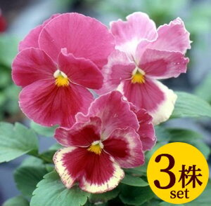 pW[ 炳Ver2 j[Nn |bgc 3Zbg pW[ rI c CObVK[f 񂹐A