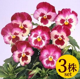 楽天市場 パンジー 苗 開花時期春 の通販