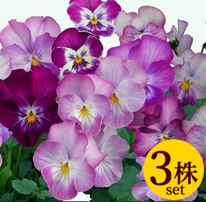 rI V[p[eB[ vXLeB[ |bgc 3Zbg pW[ rI c CObVK[f 񂹐A