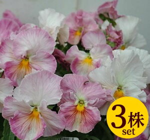 pW[  j[Nn |bgc 3Zbg pW[ rI c CObVK[f 񂹐A