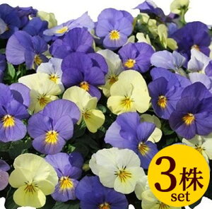 rIVg̗UfFςvXmx|bgc 3Zbg pW[ rI c CObVK[f 񂹐A