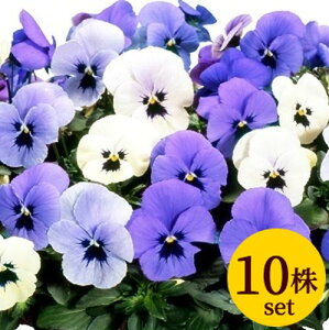 pW[rIIZu[ |bgc@10Zbg  pW[ rI c CObVK[f 񂹐A