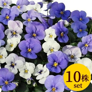 rIЂƂԂ̗܃vXmx|bgc10Zbg pW[ rI c CObVK[f 񂹐A