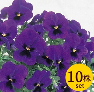 悭炭X~ u[nCVer2 |bgc@10Zbg pW[ rI ݂ c 񂹐A