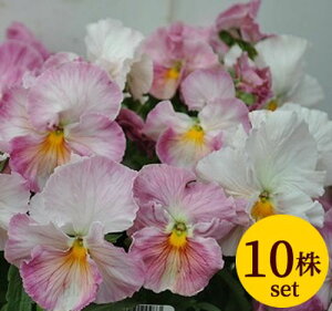 pW[  j[Nn |bgc 10Zbg  pW[ rI c CObVK[f 񂹐A