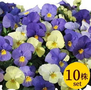 ビオラ天使の誘惑色変わりプラスノベルポット苗 10個セット送料無料 パンジー ビオラ 苗 イングリッシュガーデン 寄せ植え