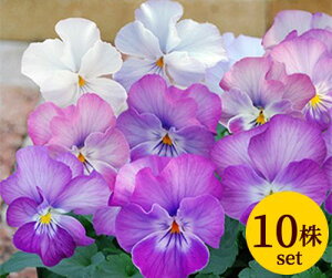 pW[ ~XeB[ nj[n |bgc 10Zbg  pW[ rI c CObVK[f 񂹐A