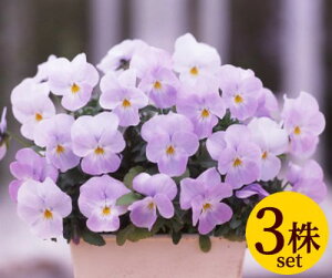 rIt[p[X[p[\tgsN3Zbg pW[ rI c CObVK[f 񂹐A