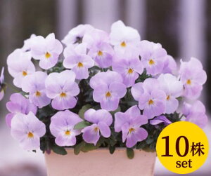 rIt[p[X[p[\tgsN10Zbg pW[ rI c CObVK[f 񂹐A