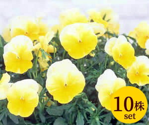 悭炭X~ l[h |bgc@10Zbg  pW[ rI c CObVK[f 񂹐A