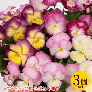 pW[ FX~ XC[gu |bgc 3ZbgpW[ rI c CObVK[f 񂹐A