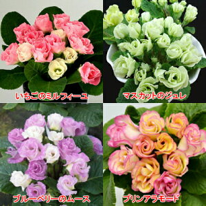 v WA o炫 t[cZbg4e1v4Zbg ԕc ~炫 c A A K[fjO 񂹐A Ԃ̕c