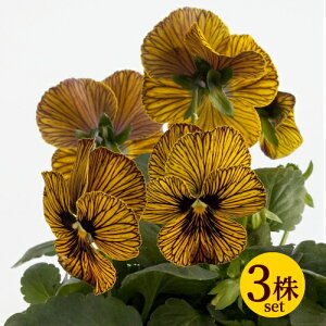 rI ^CK[AC CG[ |bgc 3ZbgpW[ rI c CObVK[f 񂹐A