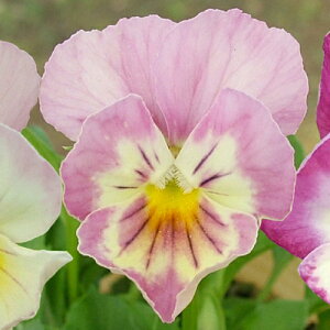 ビオラ 花 苗の人気商品 通販 価格比較 価格 Com ビオラ 花 苗の人気商品 通販 価格比較 価格 Com