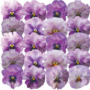 パンジー 夢見るパンジー すまいるしぇーど 小輪系フリルパンジー M&Bフローラ ポット苗 10個セット 送料無料 パンジー ビオラ 苗 イングリッシュガーデン 寄せ植え