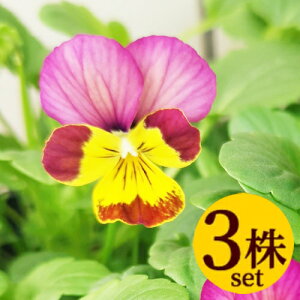 ビオラ あいちゃんポット苗3個セット パンジー ビオラ 苗 イングリッシュガーデン 寄せ植え